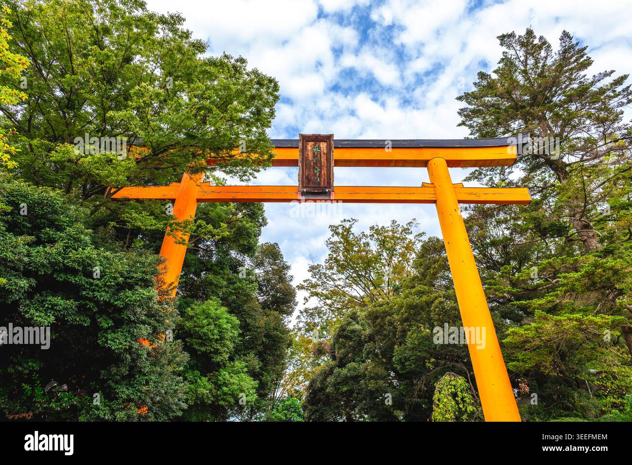 Torii-Tor des Hikawa-Schreins, einem schintoistischen Schrein in Kawagoe, Präfektur Saitama, Kanto, Japan. Stockfoto