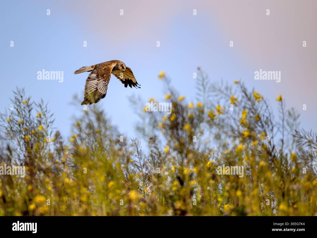 Eine männliche Sumpfweide gleitet sanft über die Spitze der wilden Blumen auf der Suche nach Beute. North Norfolk, Großbritannien Stockfoto