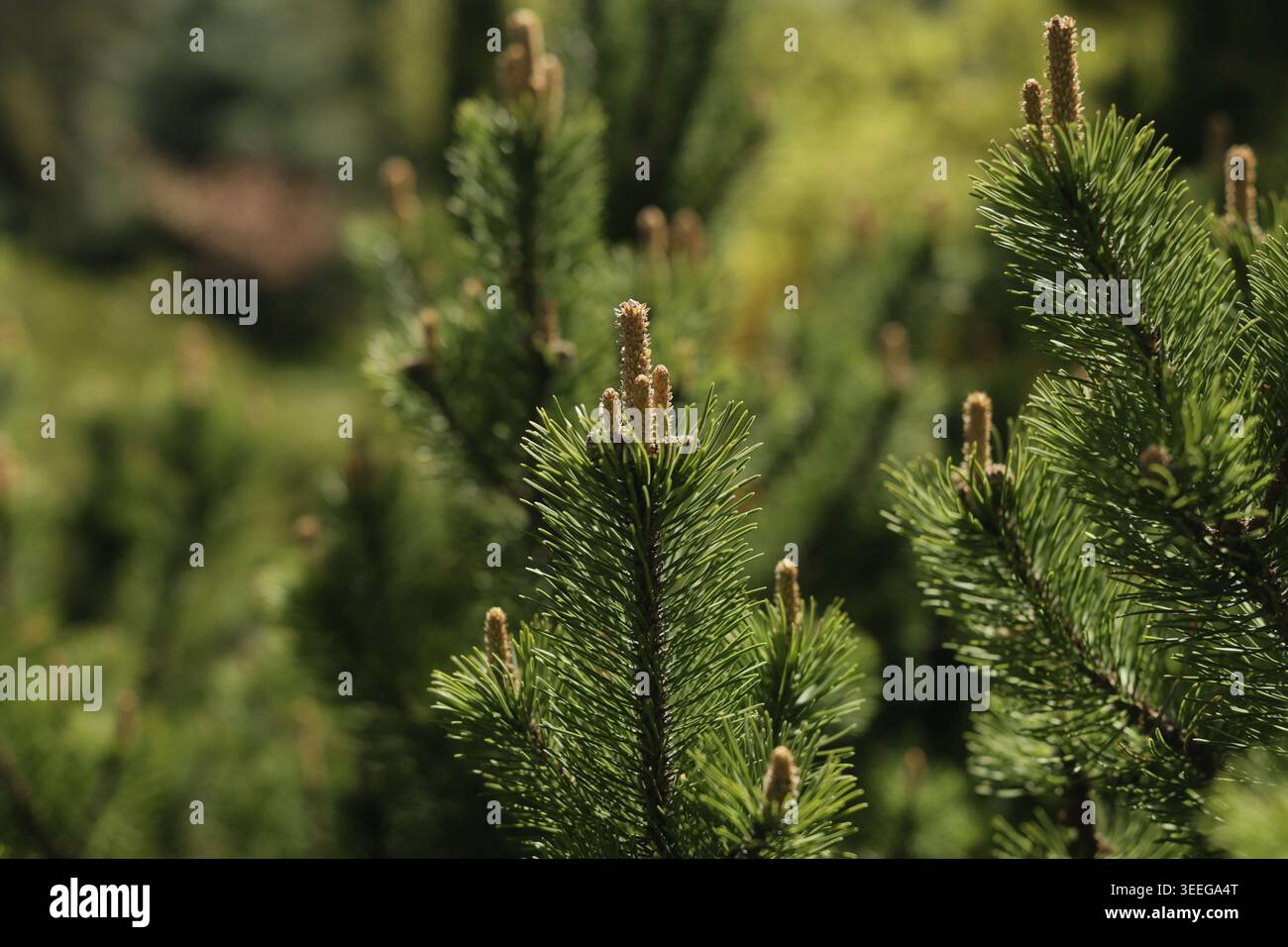 Pinus mugo. Kiefernzweig mit Knospen im Frühling, Nahaufnahme. Stockfoto