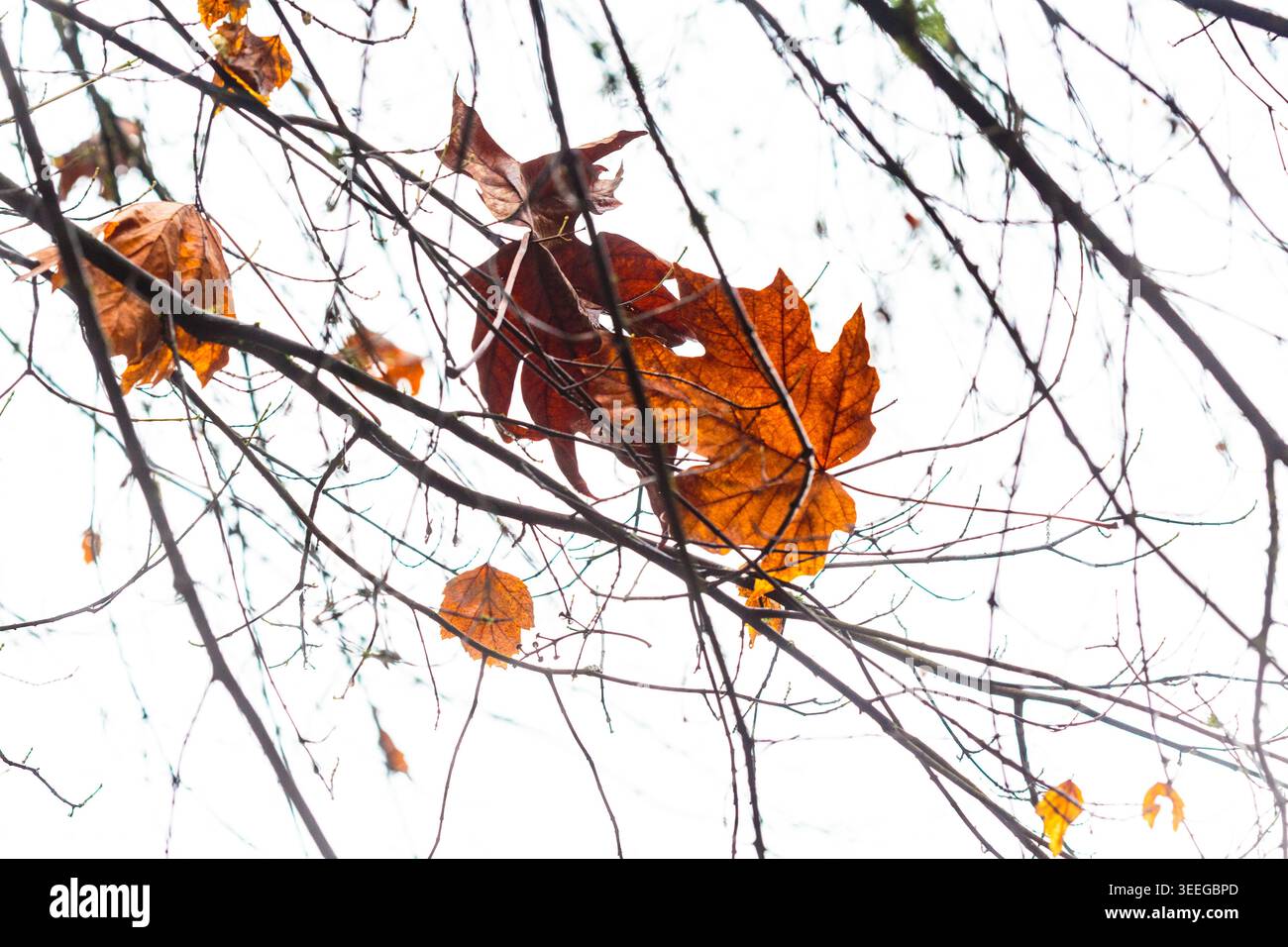 Großes Ahornblatt im Herbst, von blattlosen Ästen suspendiert, Seattle, WA USA Stockfoto