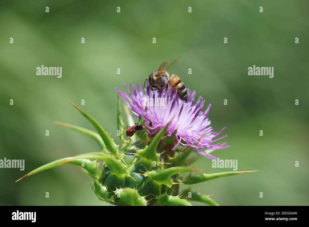Honigbiene sammelt Nektar auf lila Distelblüte auf naturgrüner Wiese Stockfoto