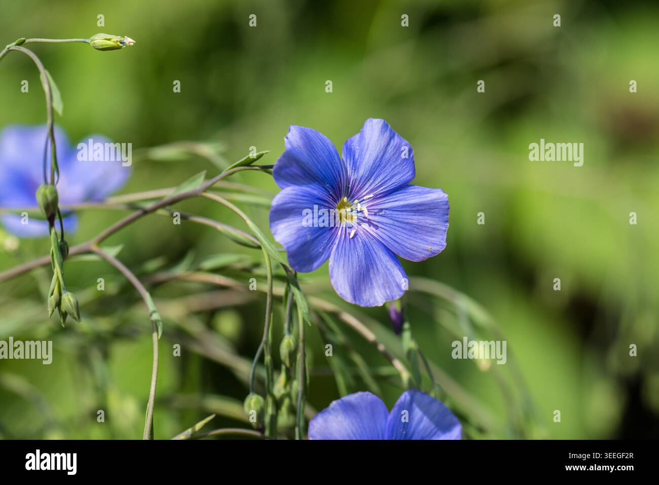Blauflachs LINUM perenne lewisii arizona heimisch Stockfoto