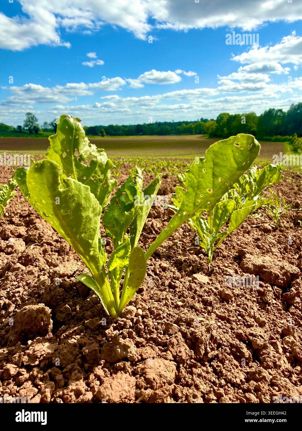 Kulturen, die auf landwirtschaftlichen Flächen in Großbritannien angebaut werden Stockfoto