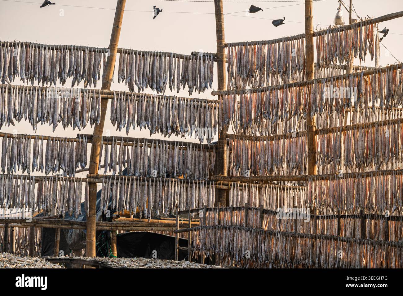 Malerischer Blick auf Fische, die vor Sonnenuntergang auf vertikalen Bambusstangen trocknen, Nazirartek Fischerdorf, Cox's Bazar, Bangladesch Stockfoto