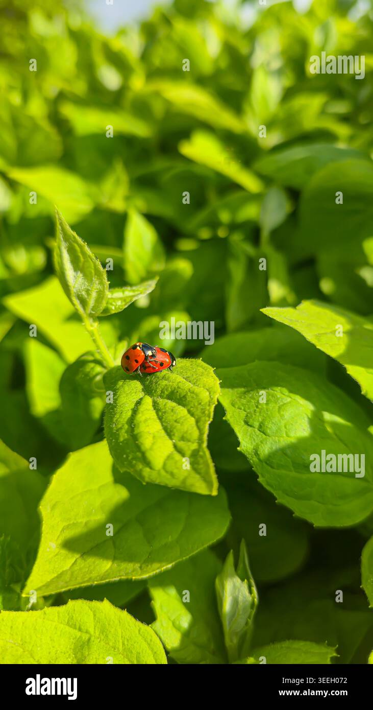 Marienkäfer zwischen den grünen Blättern eines Busches in einem Park. Insekten an Pflanzen in ihrem natürlichen Lebensraum bei Tageslicht. Makrofotografie im Frühling oder Sommer o Stockfoto
