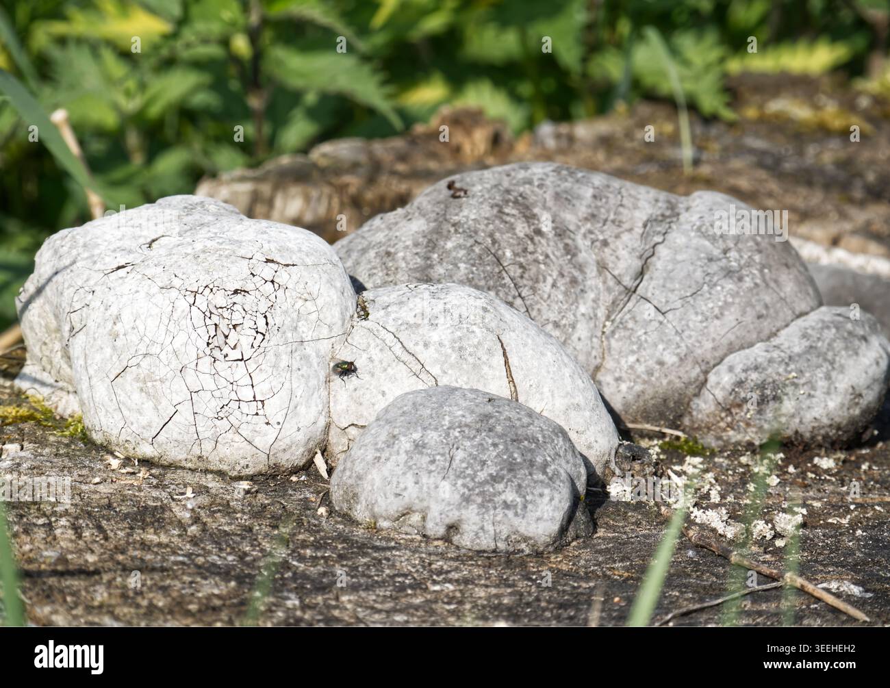 Nahaufnahme eines Zunder-Pilzes (Fomes fomentarius) mit charakteristischer aufgerissener Lichtfläche, die auf einem alten Baum wächst. tinder Pilz wächst auf einem trockenen Baumstumpf aus nächster Nähe. Hochwertige Fotos Stockfoto