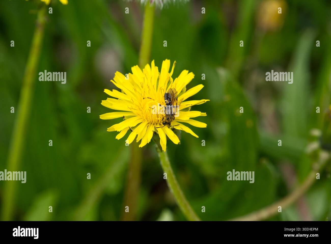YeClose-up eines hellen Löwenzahn (Taraxacum officinale) mit einem kleinen Insekten sammelt Nektar.Llow Löwenzahn Blume mit einem Insekt in der Mitte gegen grünes Gras. Hochwertige Fotos Stockfoto