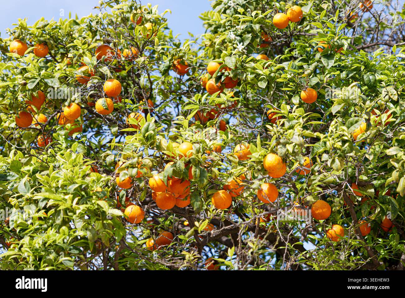 Reife Orangen hängen an einem grünen Orangenbaum unter blauem Himmel, sonnige Obstgärten im Freien mit reichlich Obst und grünem Laub. Stockfoto