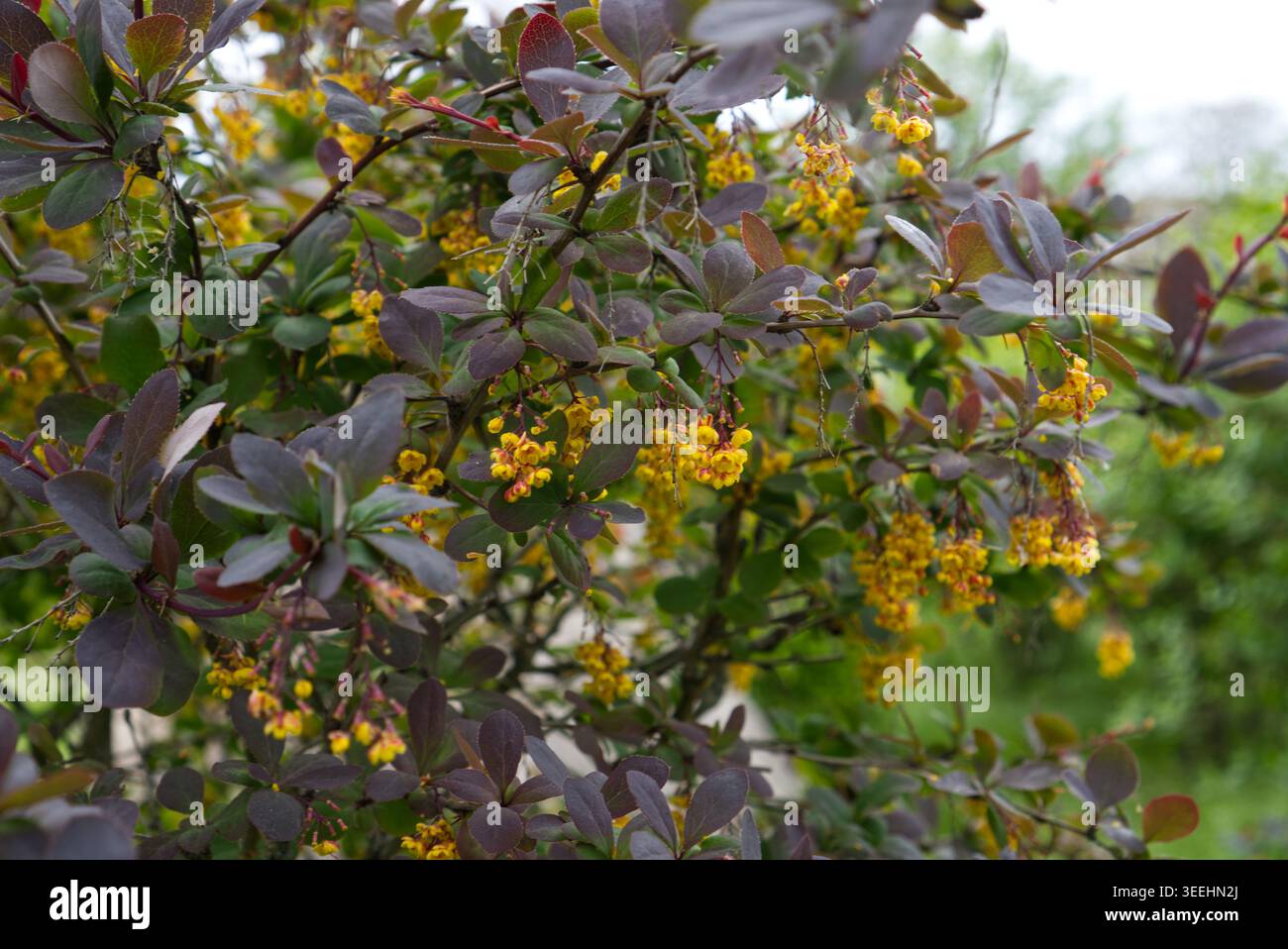 Blühende japanische Berberitze mit violetten Blättern und gelben Blüten. Stockfoto