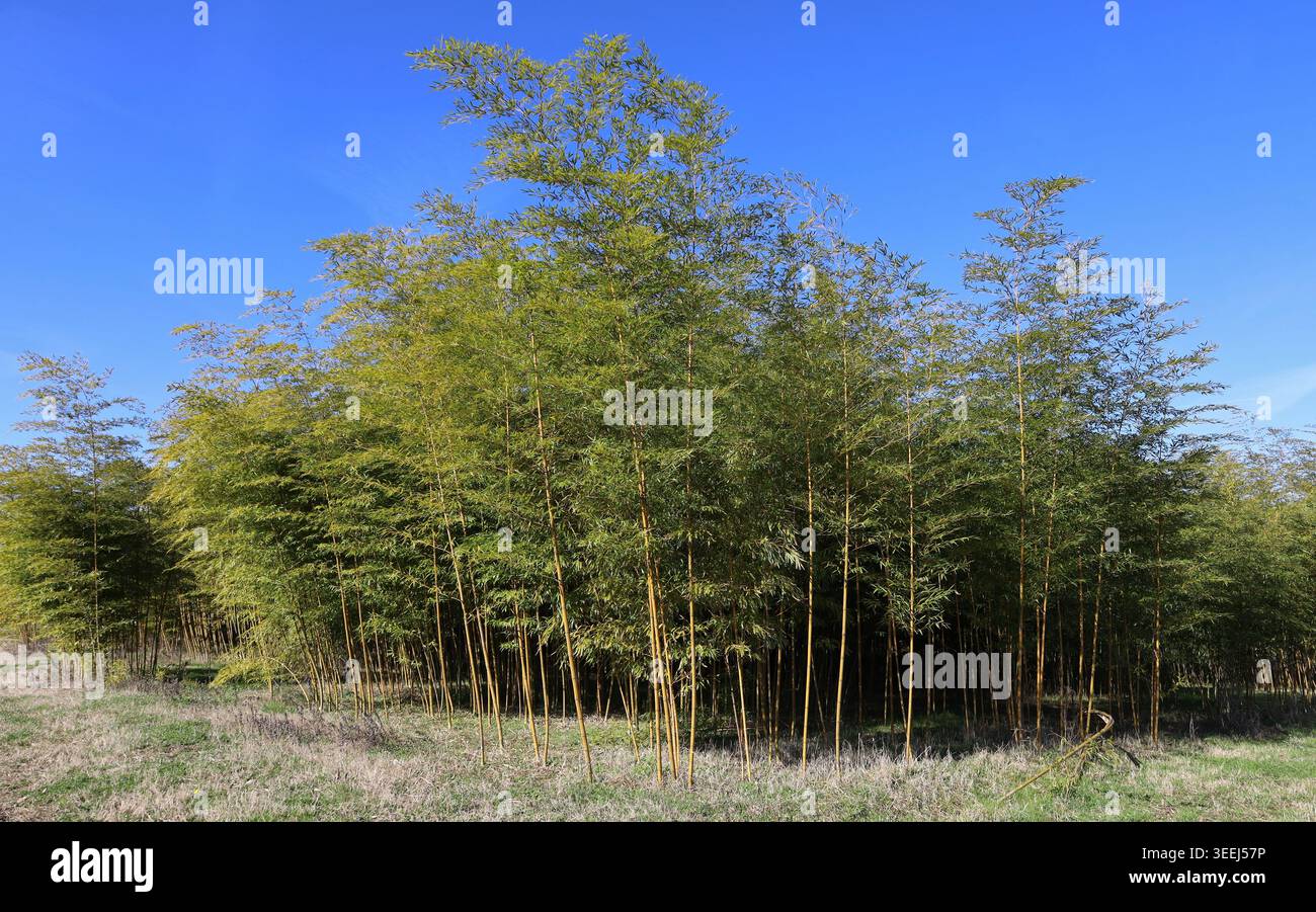 Rand des bebauten Bambushains. Die Spezies ist Phyllostachys aurea. Stockfoto