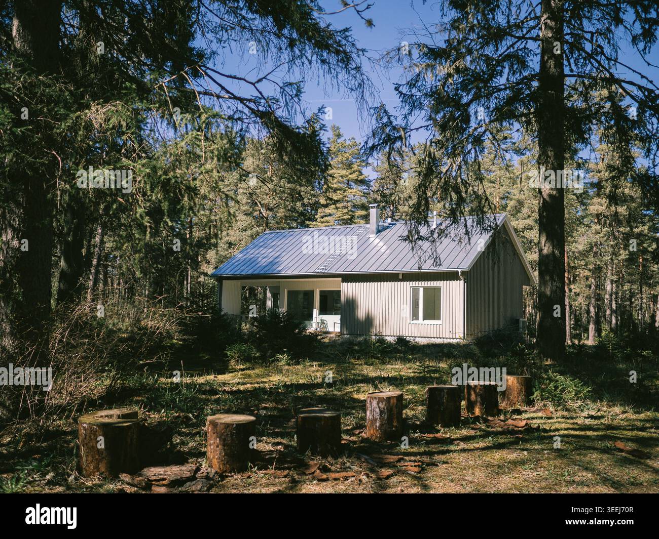 Kleine weiße Hütte umgeben von Kiefernwald mit Baumstümpfen auf der Rodung in der Nähe von Treppoja, Estland, Frühling Stockfoto