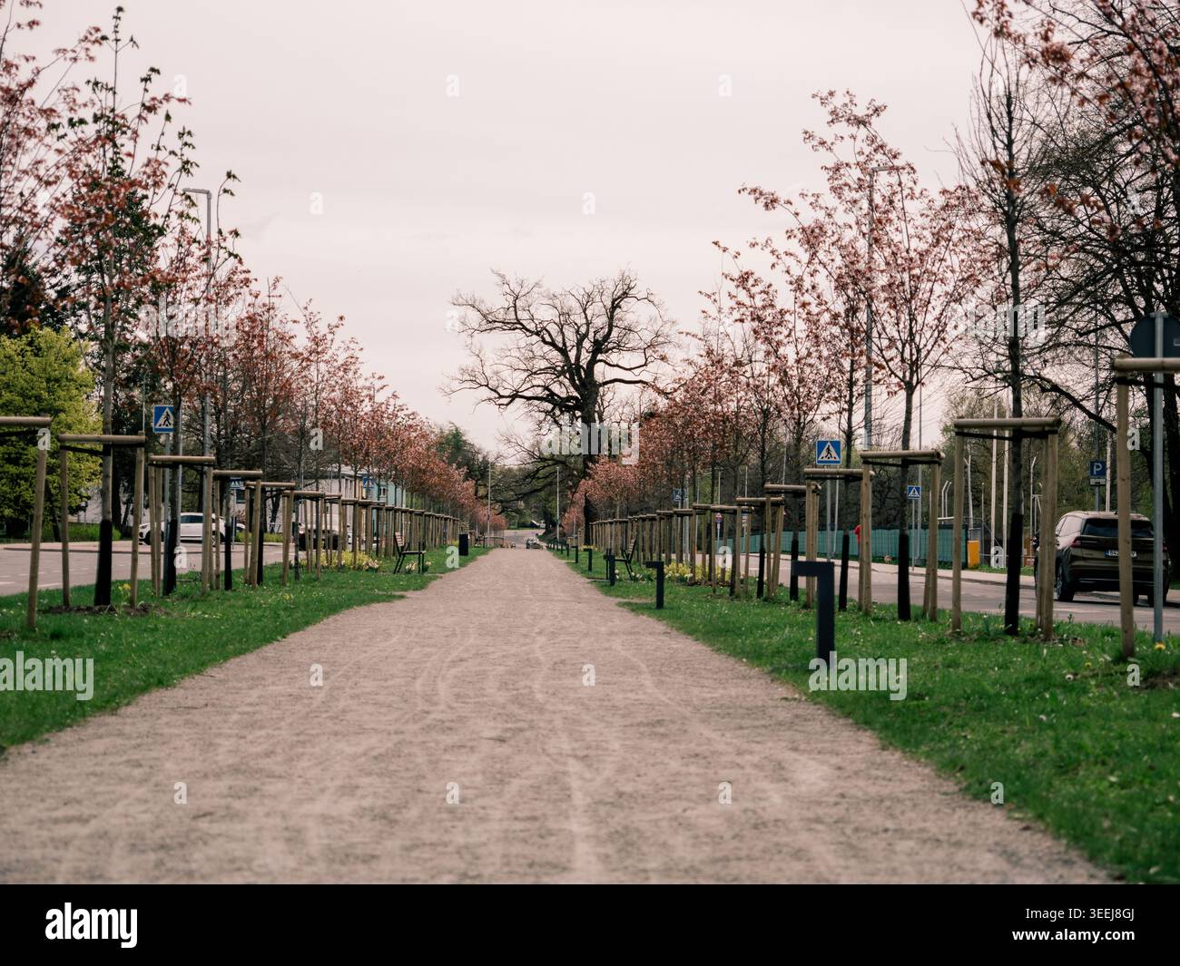 Von Bäumen gesäumter Kiesweg mit jungen Kirschbäumen im Frühling entlang einer Straße in Rakvere, Estland Stockfoto