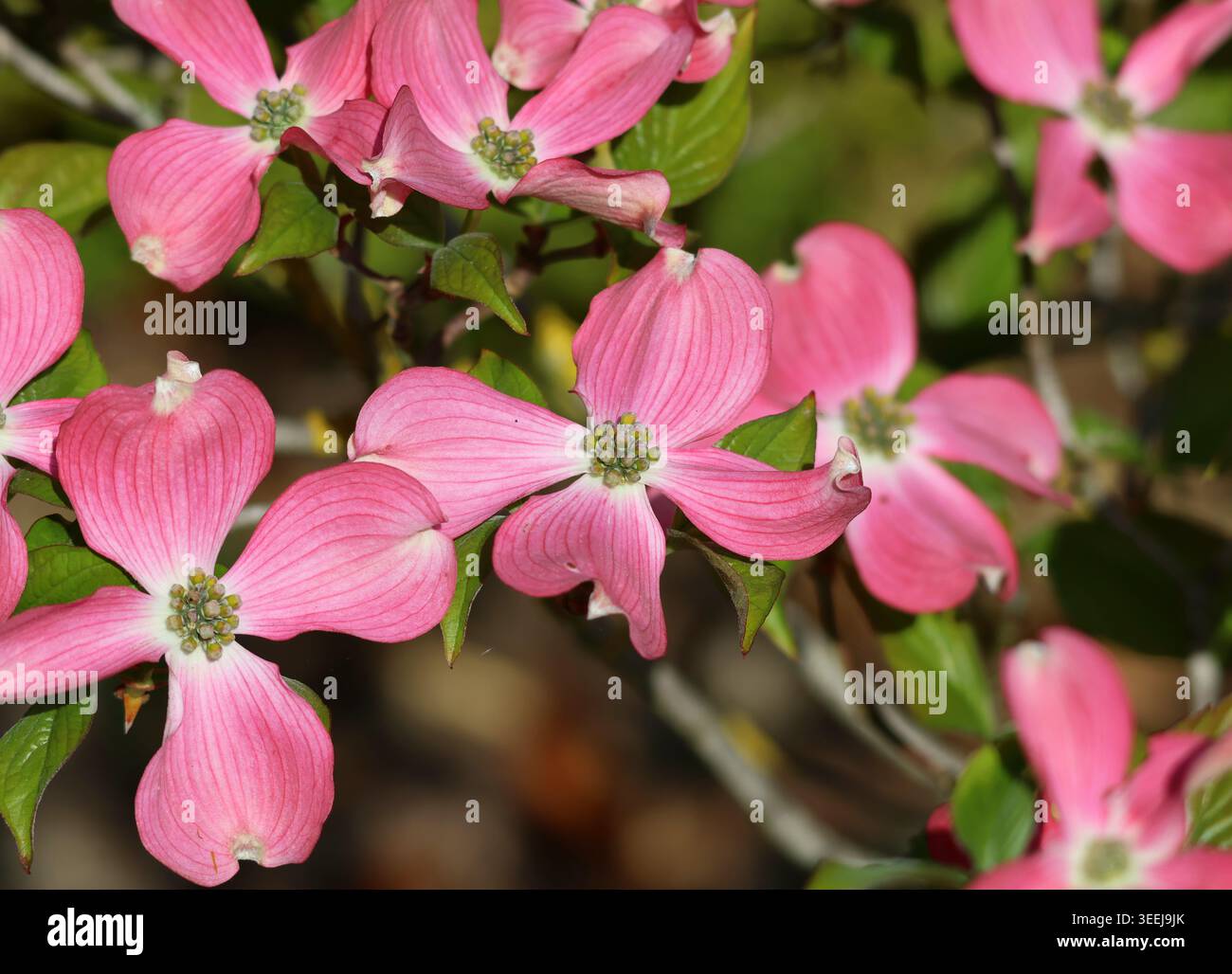 Eine Nahaufnahme von Cornus florida, blühender Dogwood. Stockfoto