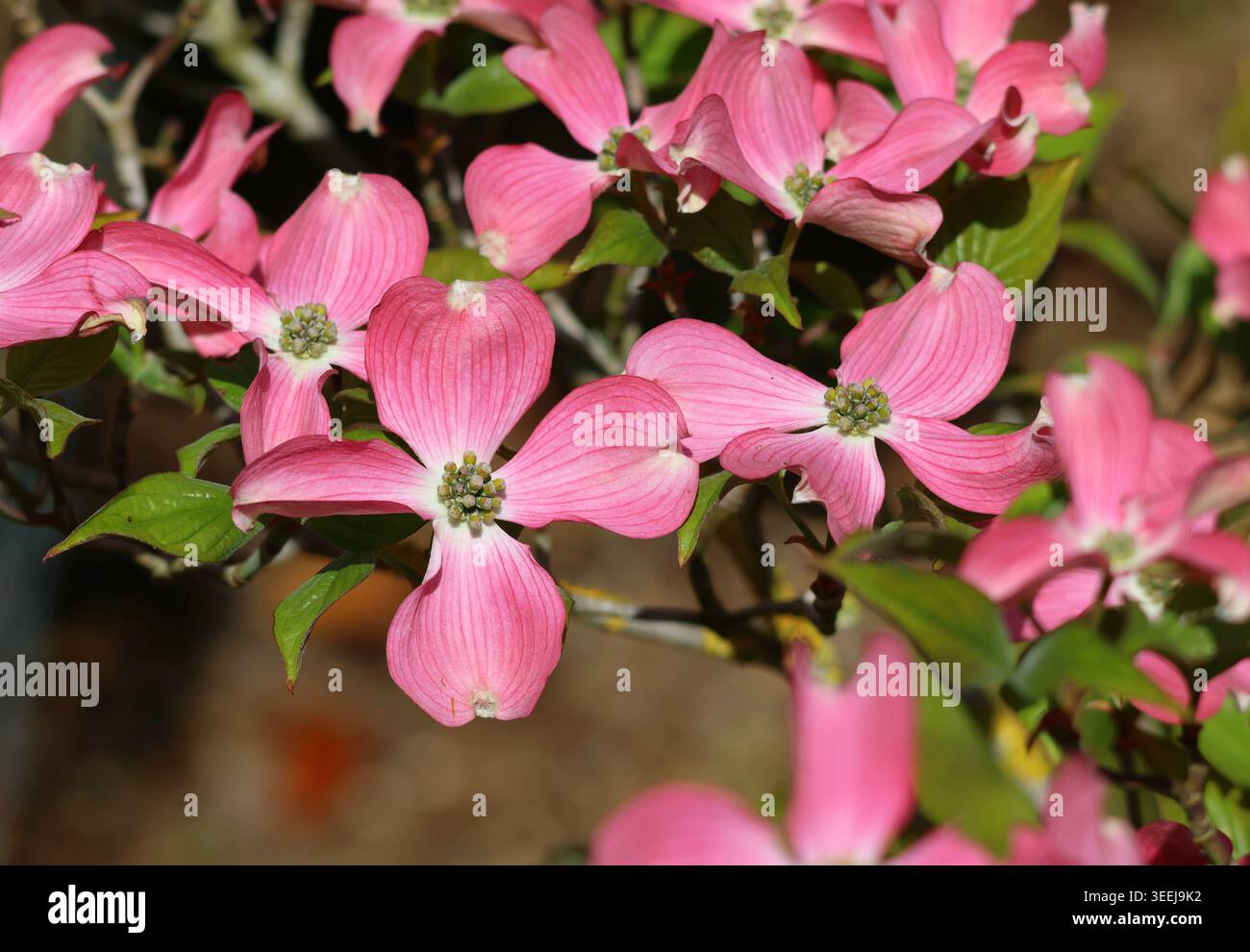 Eine Nahaufnahme von Cornus florida, blühender Dogwood. Stockfoto