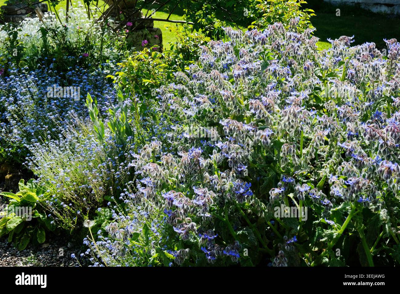 Üppiges Sommerblumenbeet mit blühendem Borage (Borago Offiocinalis) und Vergissmeinknoten (Myosotis) in einem englischen Landhausgarten, Cornwall, Großbritannien Stockfoto