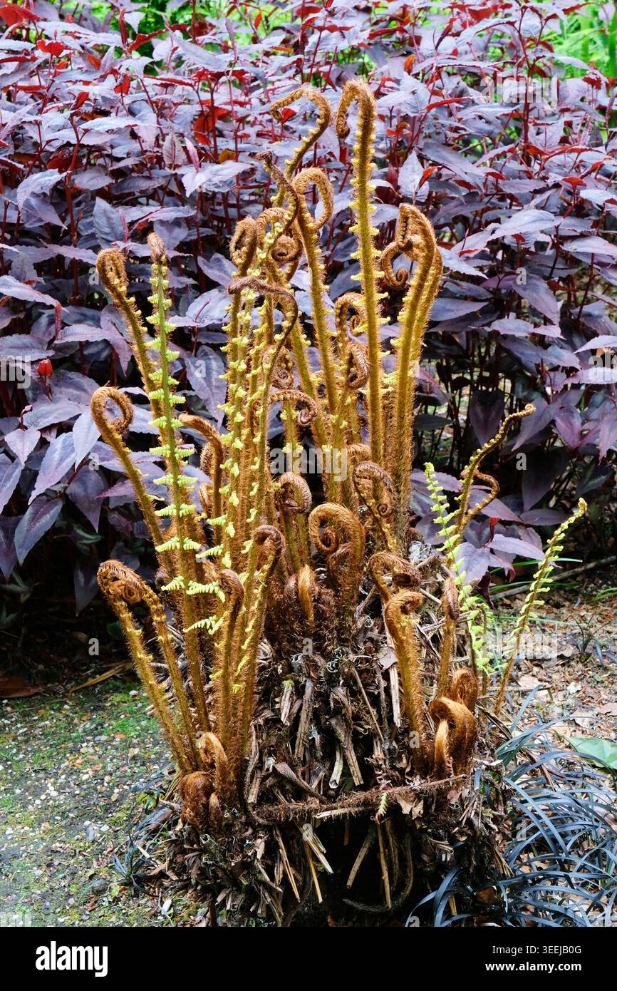 Auftauchende Wedel von Wallichs Holzfarn (Dryopteris Wallichiana), die sich im Frühling von der Krone in einem Waldgarten entfalten Stockfoto