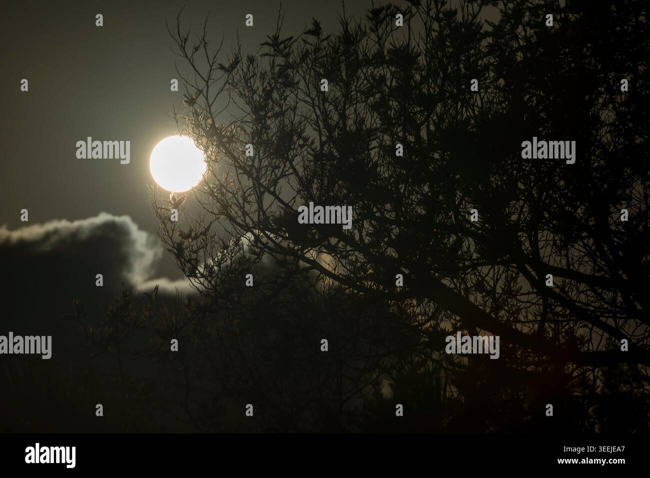 Die Sonne geht zwischen den Zweigen einer Mimosa und einer Wolkendecke auf Stockfoto