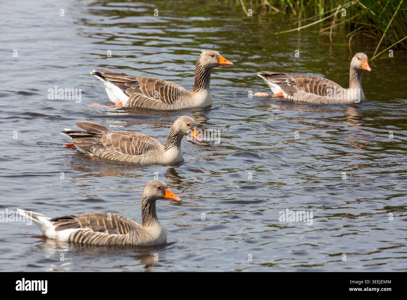 Graugänse schwimmen am Loch Leven, Kinross, Schottland Stockfoto