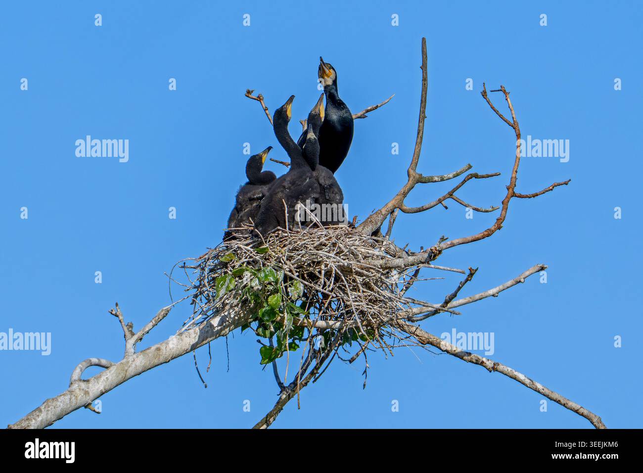 Großer Kormoran (Phalacrocorax carbo) vier Küken im Nest im toten Baum, flehen die Eltern um Nahrung im Frühjahr an Stockfoto