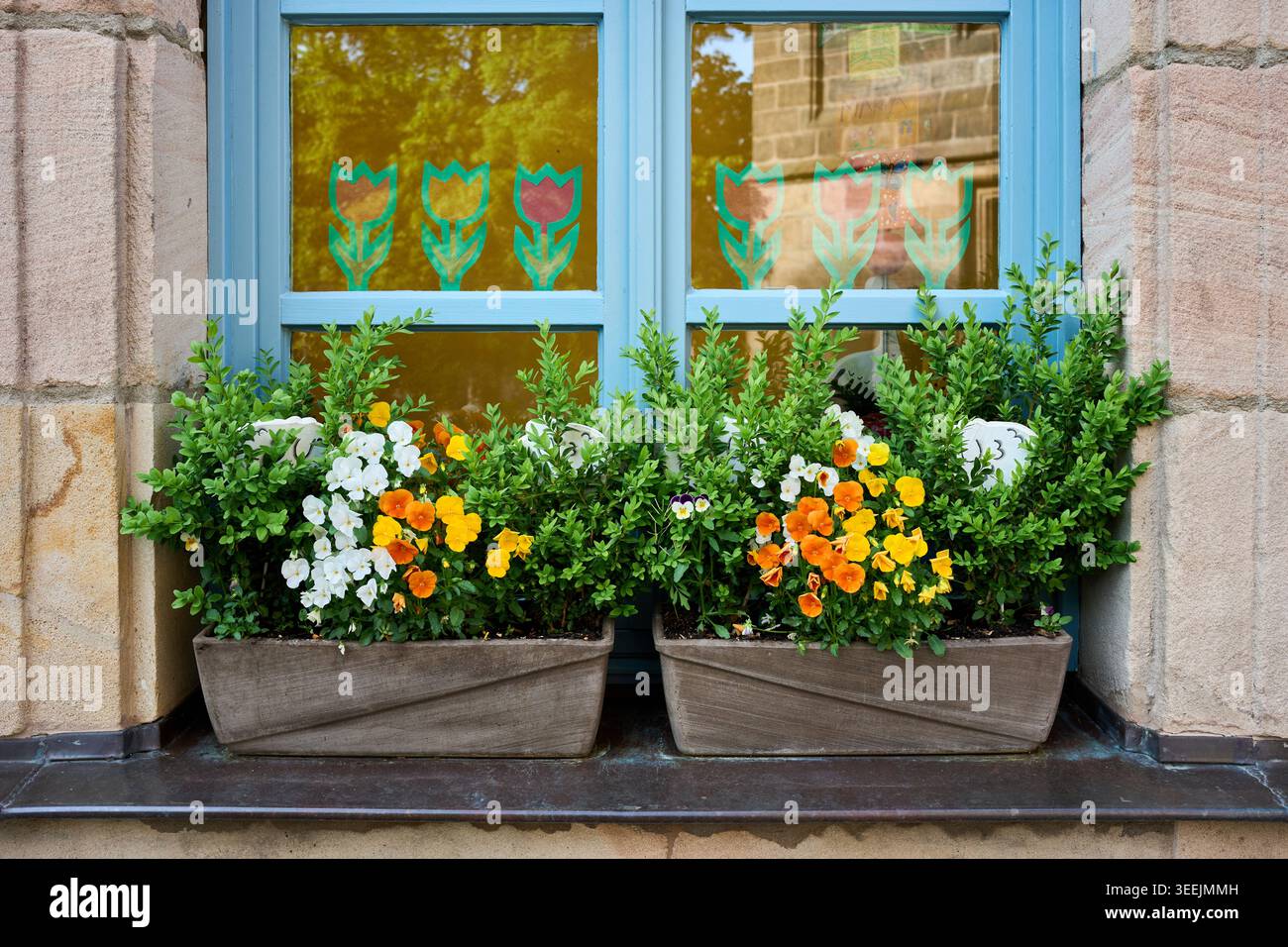 Blumenkästen mit bunten Stiefmütterchen auf der Fensterbank des blauen Fensters in Steinmauer. Stockfoto