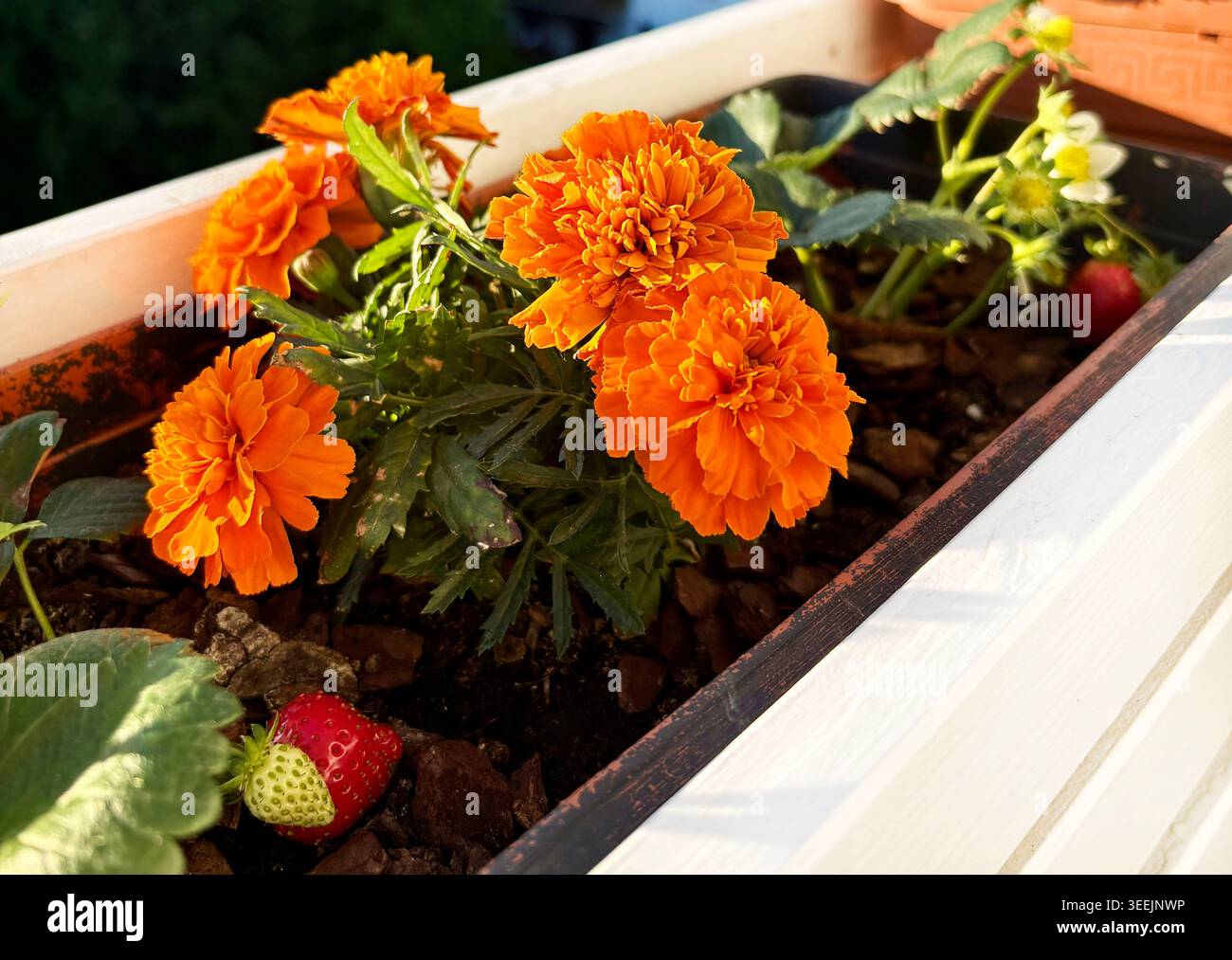 Erdbeerpflanzen mit Reifen Früchten, die zusammen mit leuchtenden orangen Ringelblumen in einem Balkontopf gezüchtet werden. Gartenkonzept. Stockfoto