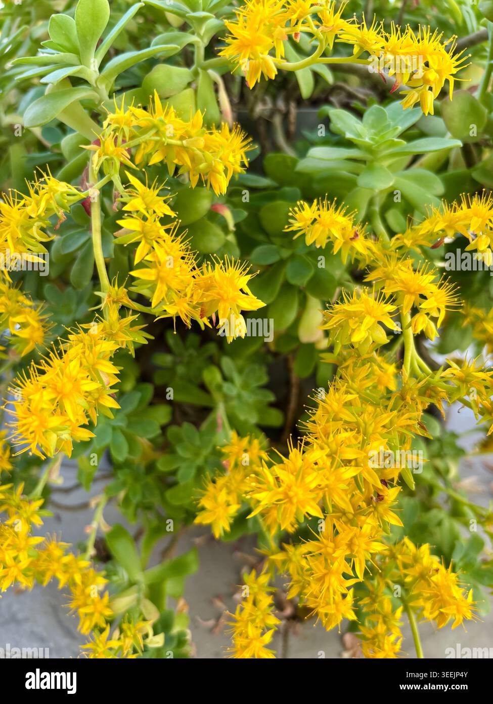 Nahaufnahme des blühenden Sedum palmeri Sukkulenten mit hellgelben sternförmigen Blüten und grünen Blättern. Stockfoto