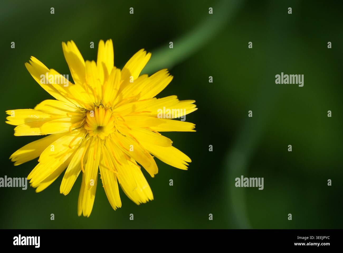 Imagen en primer plano de una flor de diente de León amarilla. Stockfoto