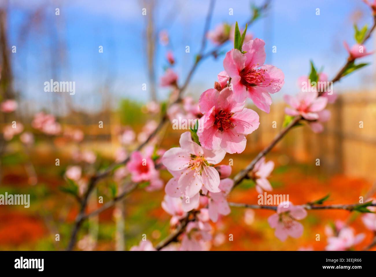 Pfirsichblüten mit rosafarbenen Blüten wachsen im Frühling auf Zweigen im Garten mit blauem Himmel. Stockfoto