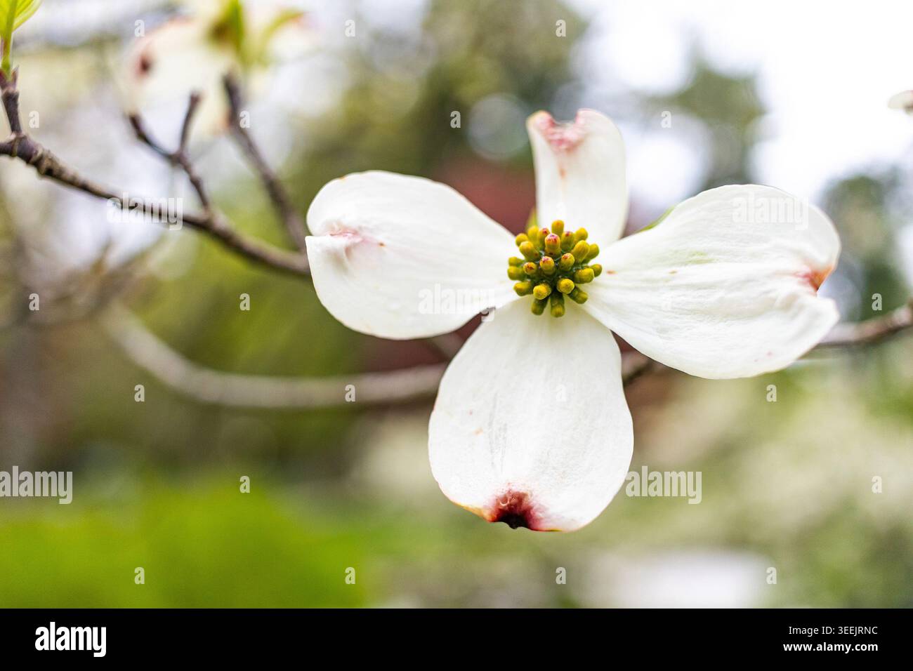 Amerikanisches Hartholz oder blühende Hartholzblüte, Cornus florida Stockfoto