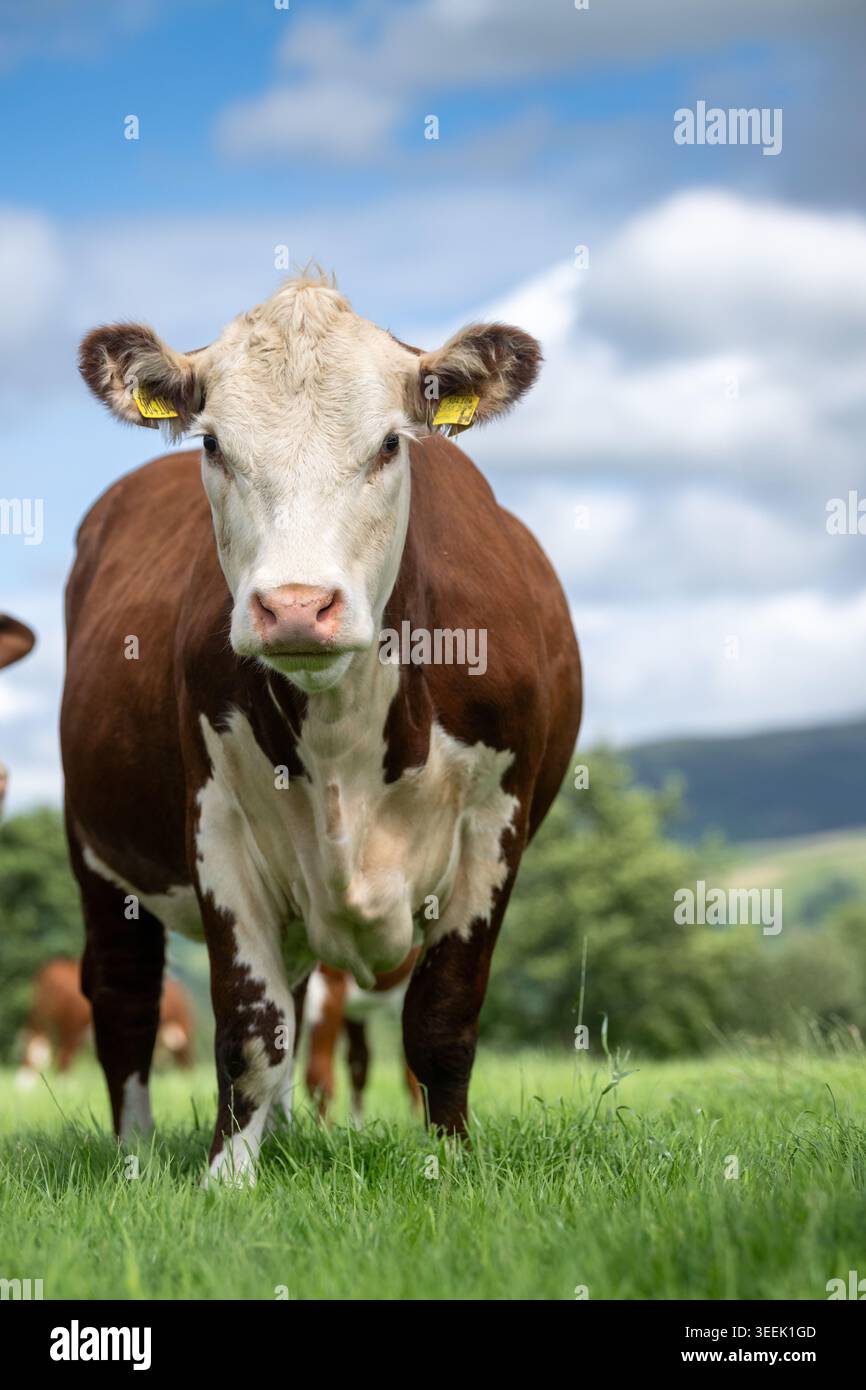 Die Hereford-Kuh stand im Sommer auf einer üppigen Bergweide. Cumbria, Großbritannien. Stockfoto