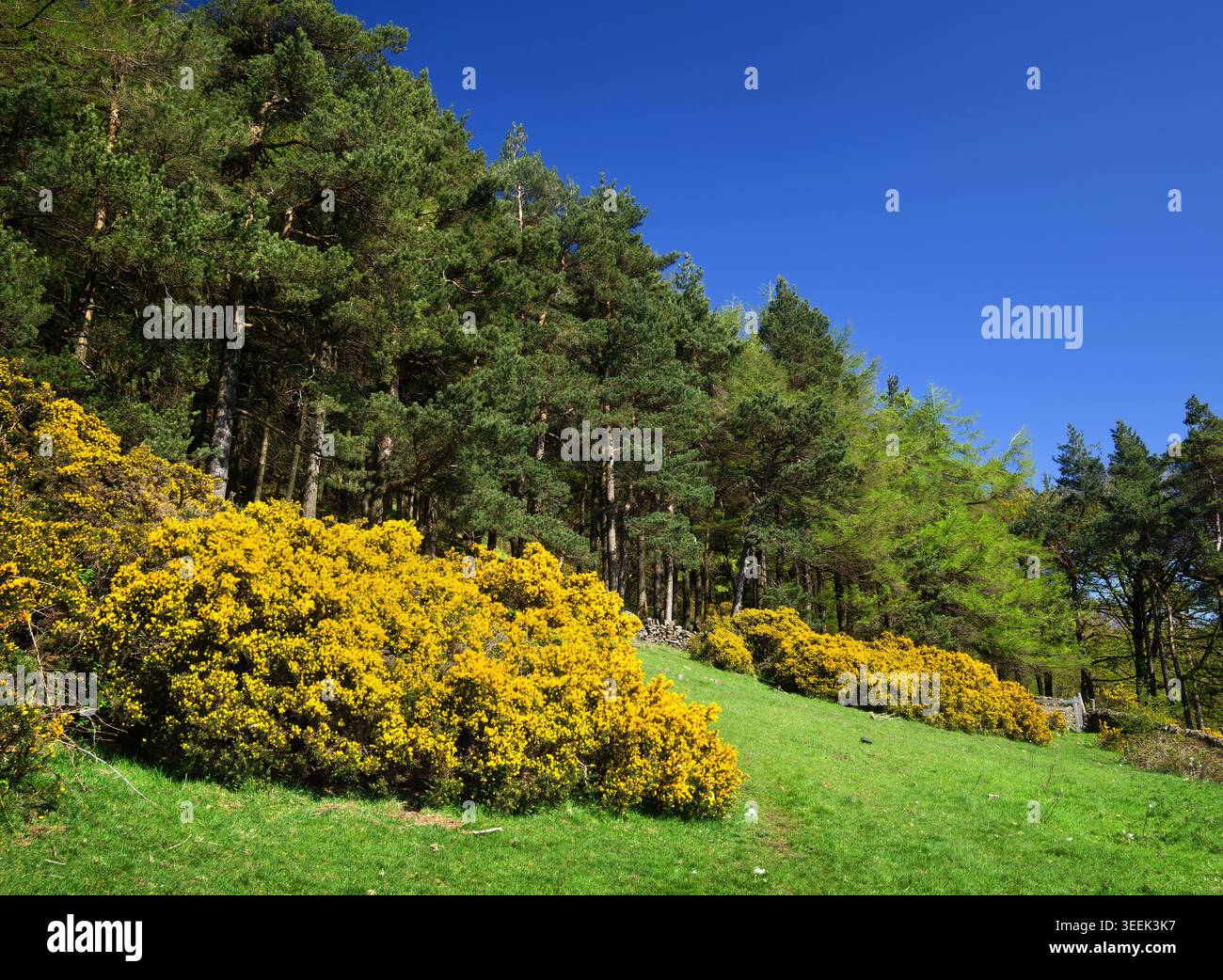 Großbritannien, Derbyshire, Peak District, Bird's Wood with Gorse in Bloom. Stockfoto