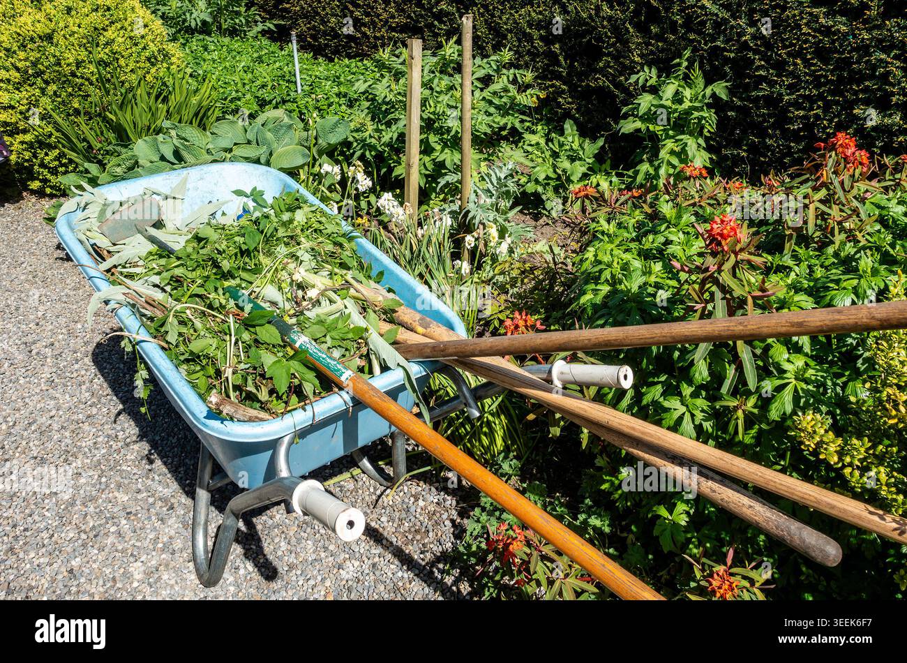 Blaue Plastikkarre gefüllt mit grünen Gartenabfällen und Werkzeugen auf einem Kiesweg neben einem üppig grünen Blumenbeet in einem Garten. Stockfoto