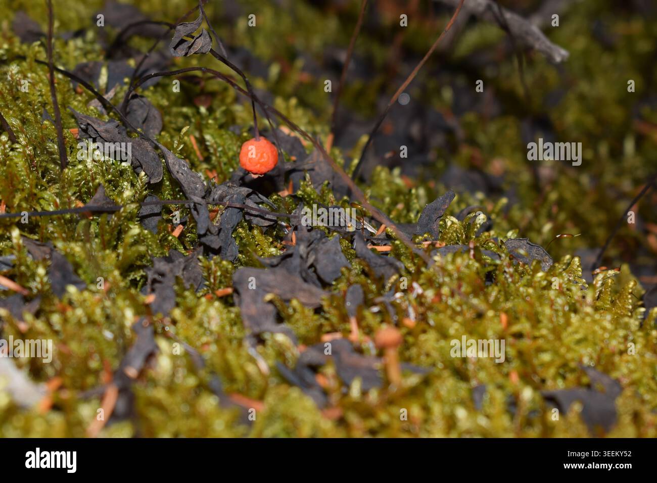 Eine Beere im Teppich des Waldbodens Stockfoto