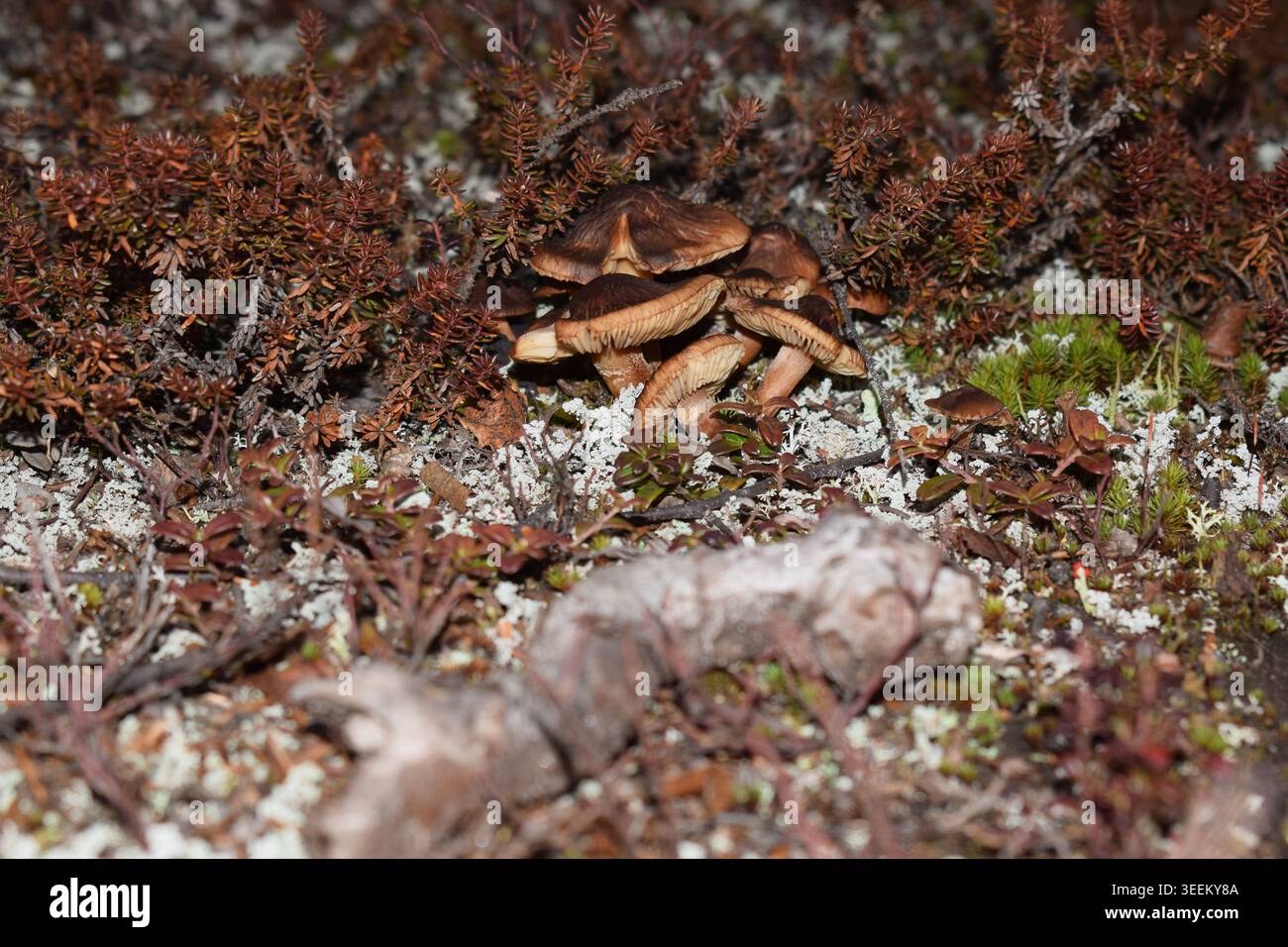 Kleiner brauner Pilz im Wald Neufundlands Stockfoto