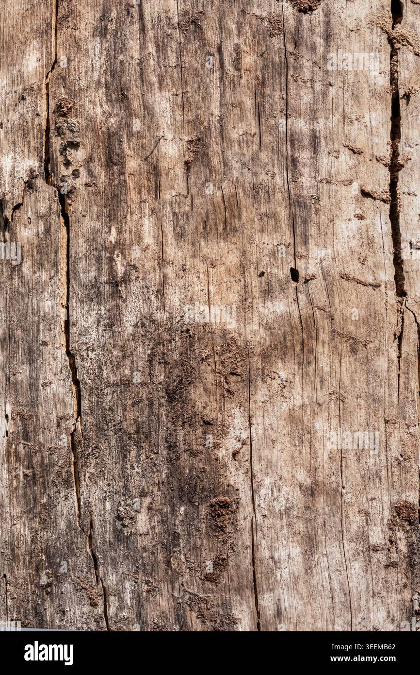 Nahaufnahme von altem Kiefernholz ohne Rinde mit Insektenspuren, Ameisentunneln und natürlichem Oberflächenverfall. Detaillierte verwitterte Holzstruktur mit Rissen, Stockfoto