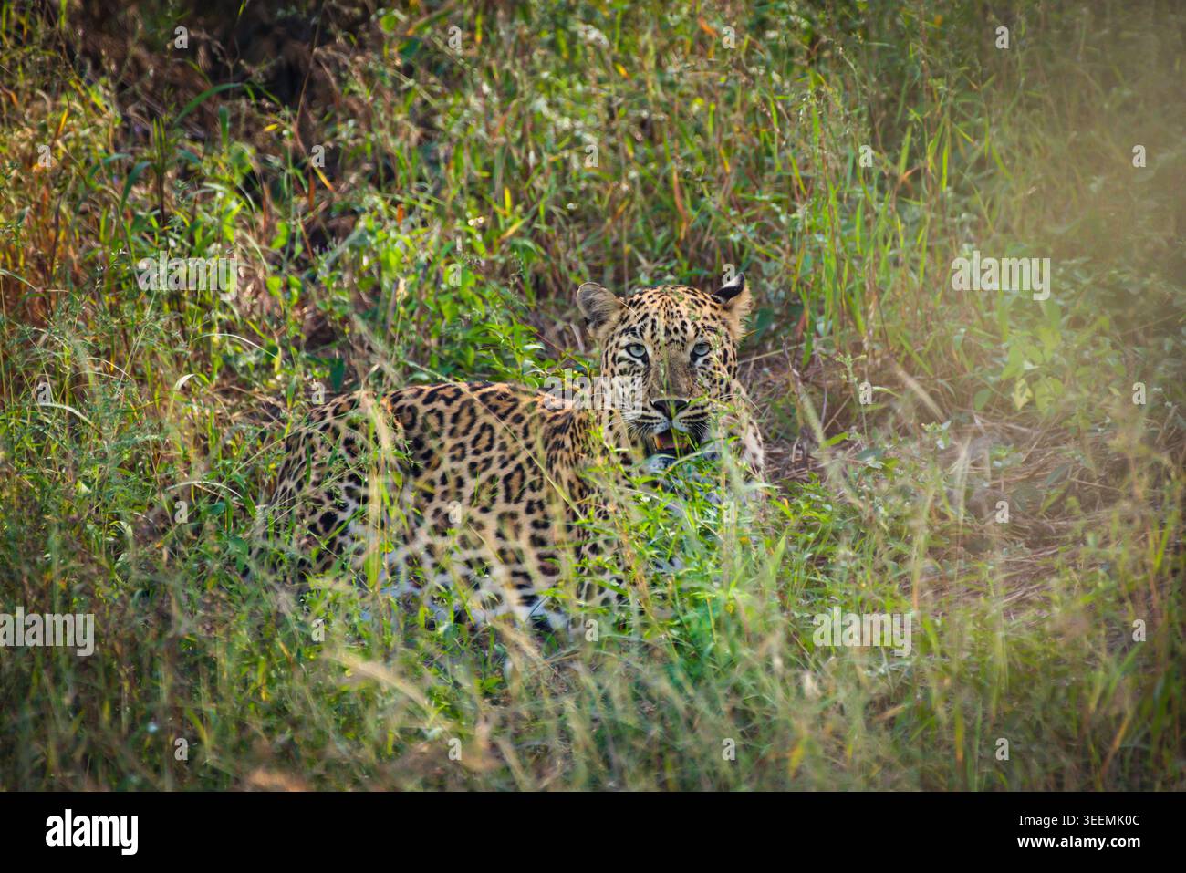 Ein Leopard, der Alarm im Waldhabitat in Gujarat, Indien Stockfoto