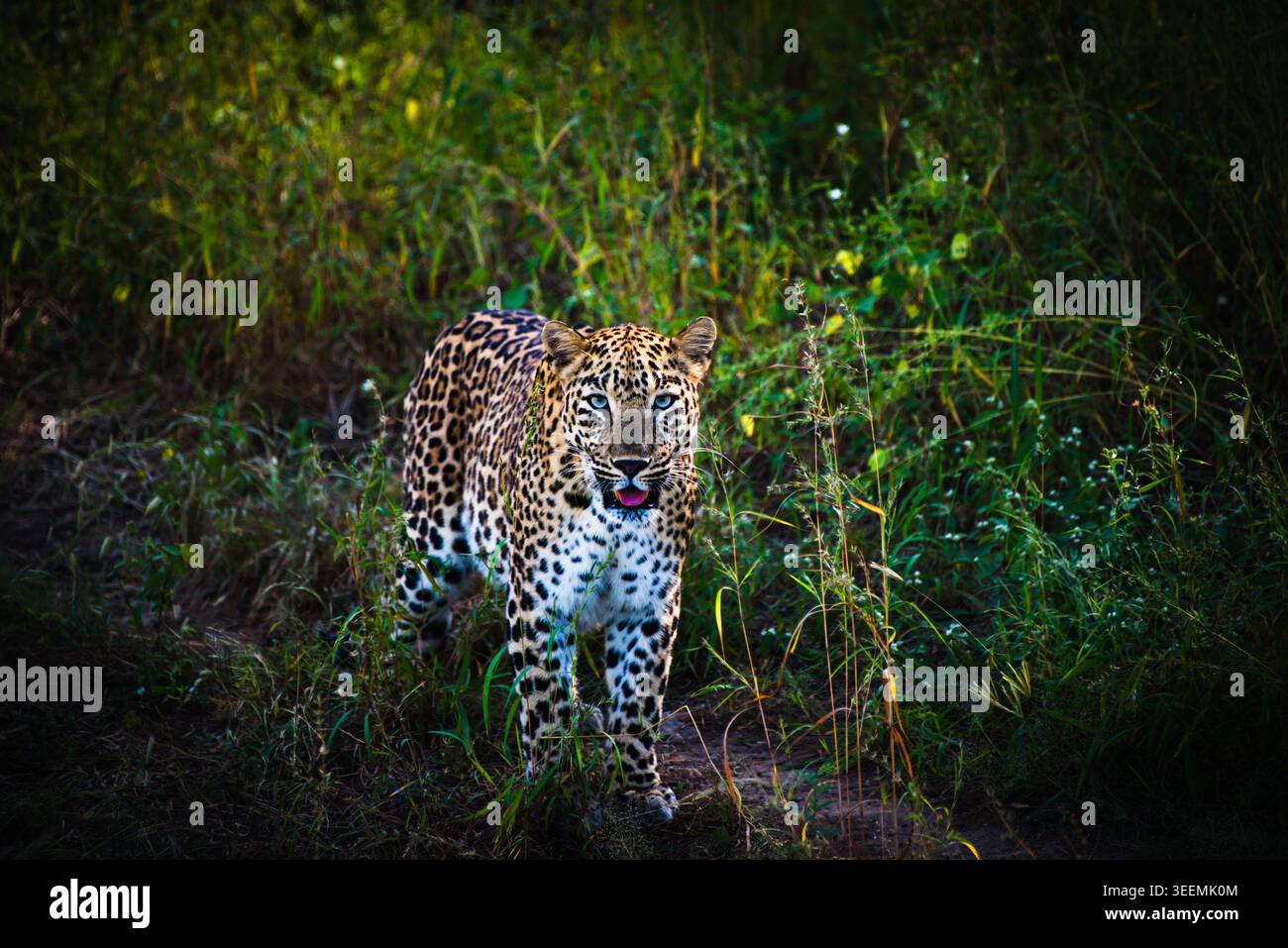 Ein Leopard, der Alarm in natürlichen Waldgebieten in Gujarat, Indien hält Stockfoto