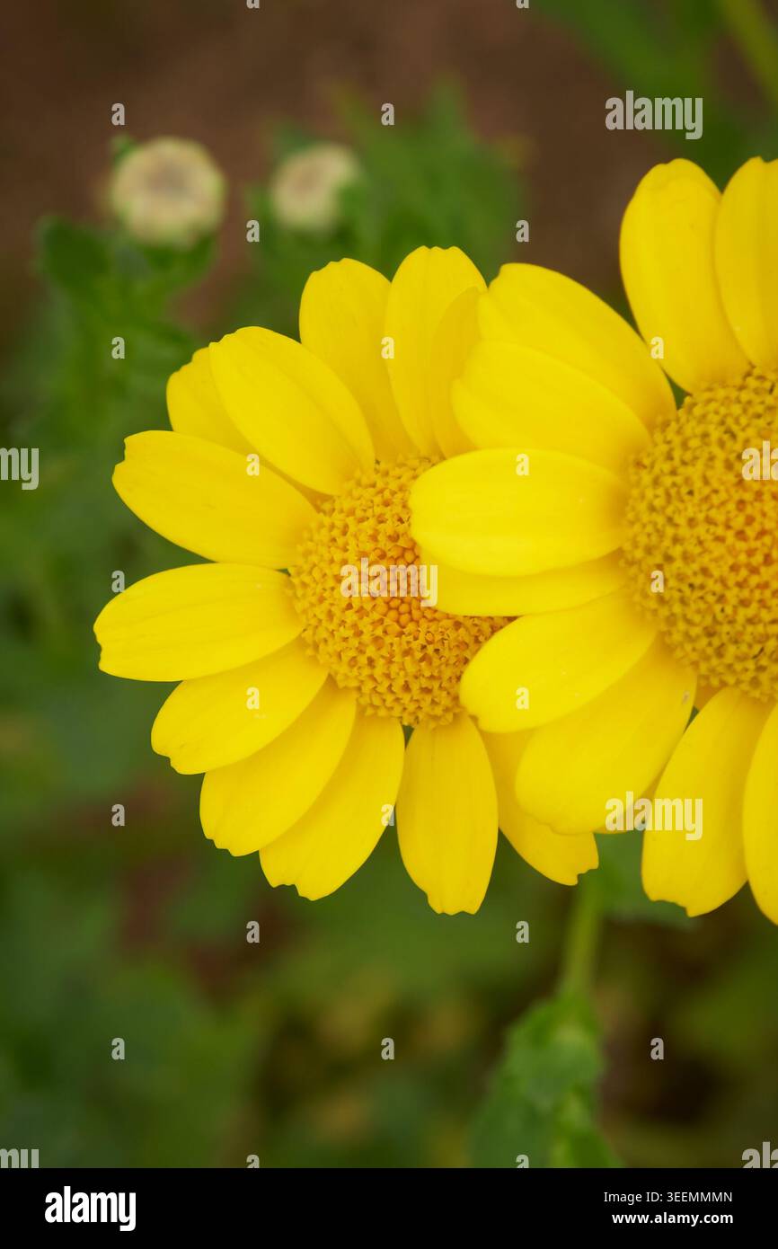 Zwei gelbe Mais-Ringelblumen mit strukturierten Zentren in grünem Hintergrund, sich überlappende hellgelbe Blütenblätter, Nahaufnahme von oben mit weichem Fokus Stockfoto