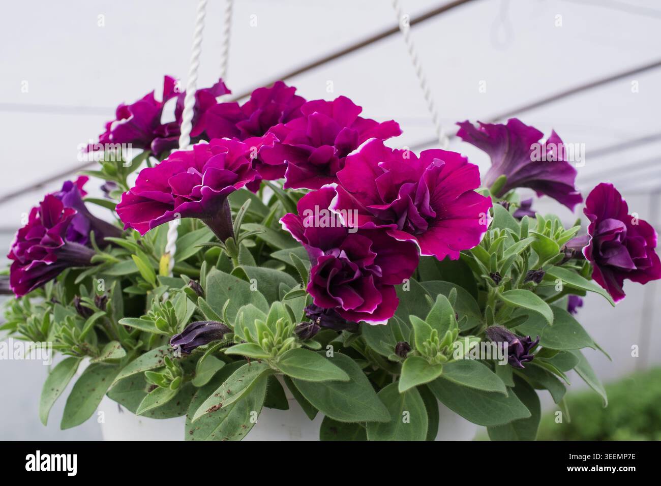 Blühende Petunenblüten in hängenden Töpfen im Gewächshaus für den dekorativen Pflanzenanbau Stockfoto