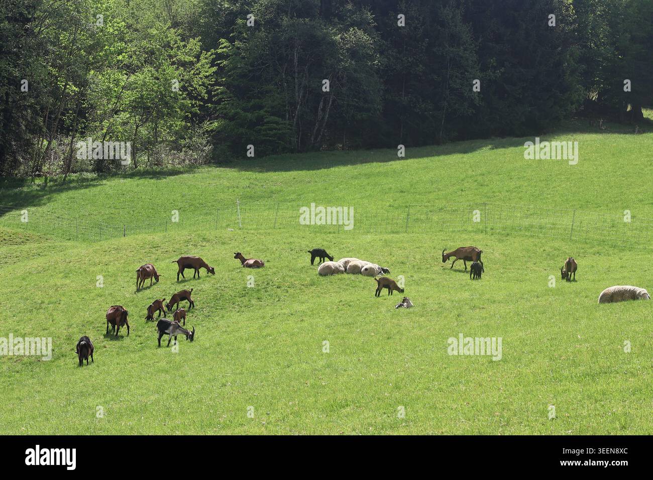 Braune Ziegen und weiße Schafe weiden auf einer grünen Wiese Stockfoto
