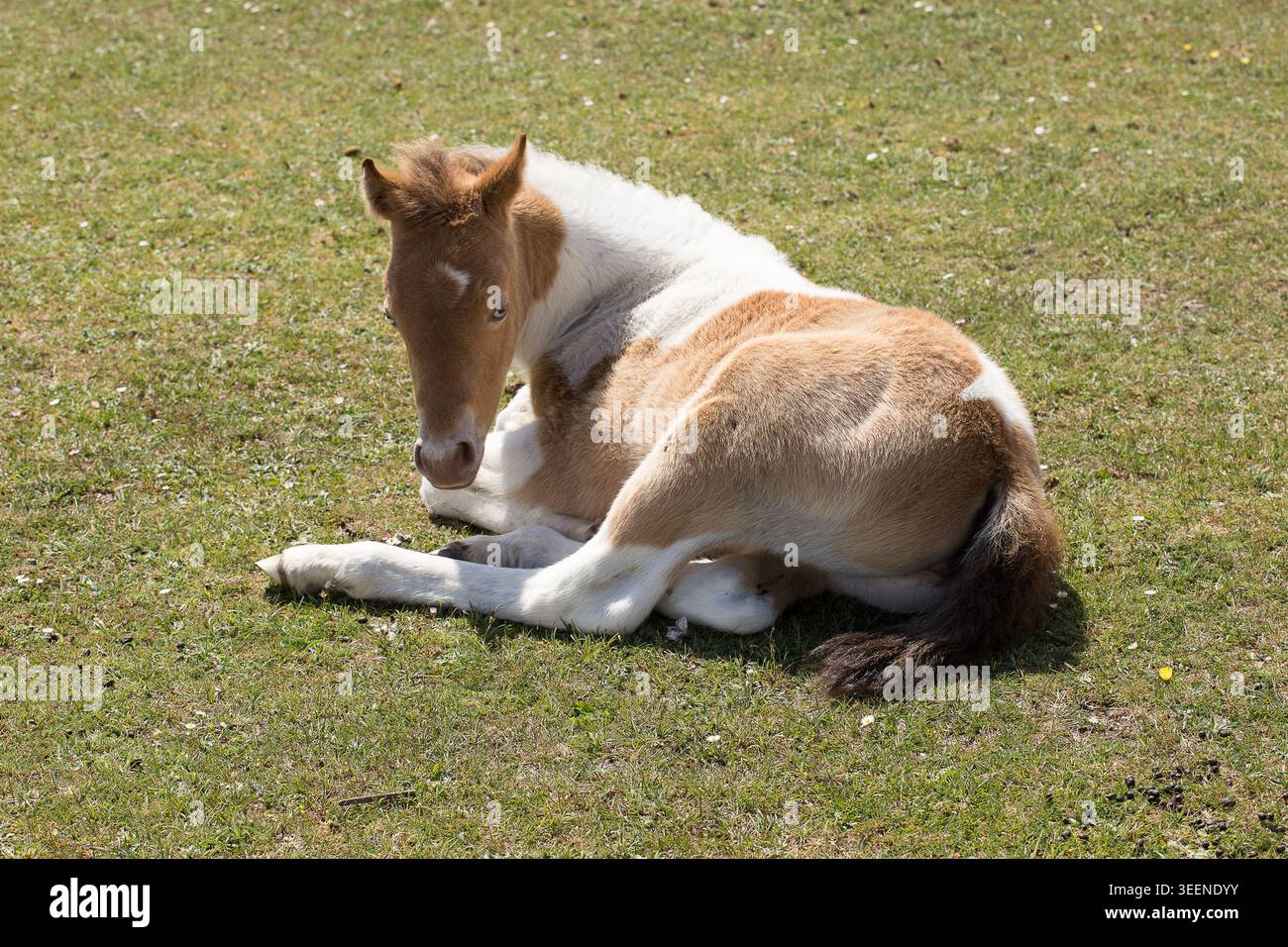 Pferdepony im New Forest National Park Stockfoto