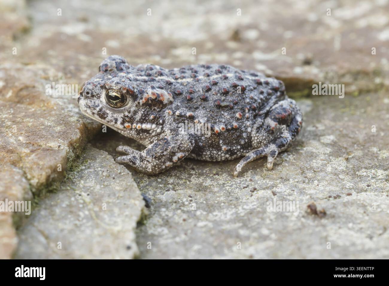 Epidalea calamita, Kreuzkroete (syn. Bufo calamita) - Epidalea calamita, syn. Bufo calamita, bekannt als Natterjack Kröte, Running Kröte Stockfoto