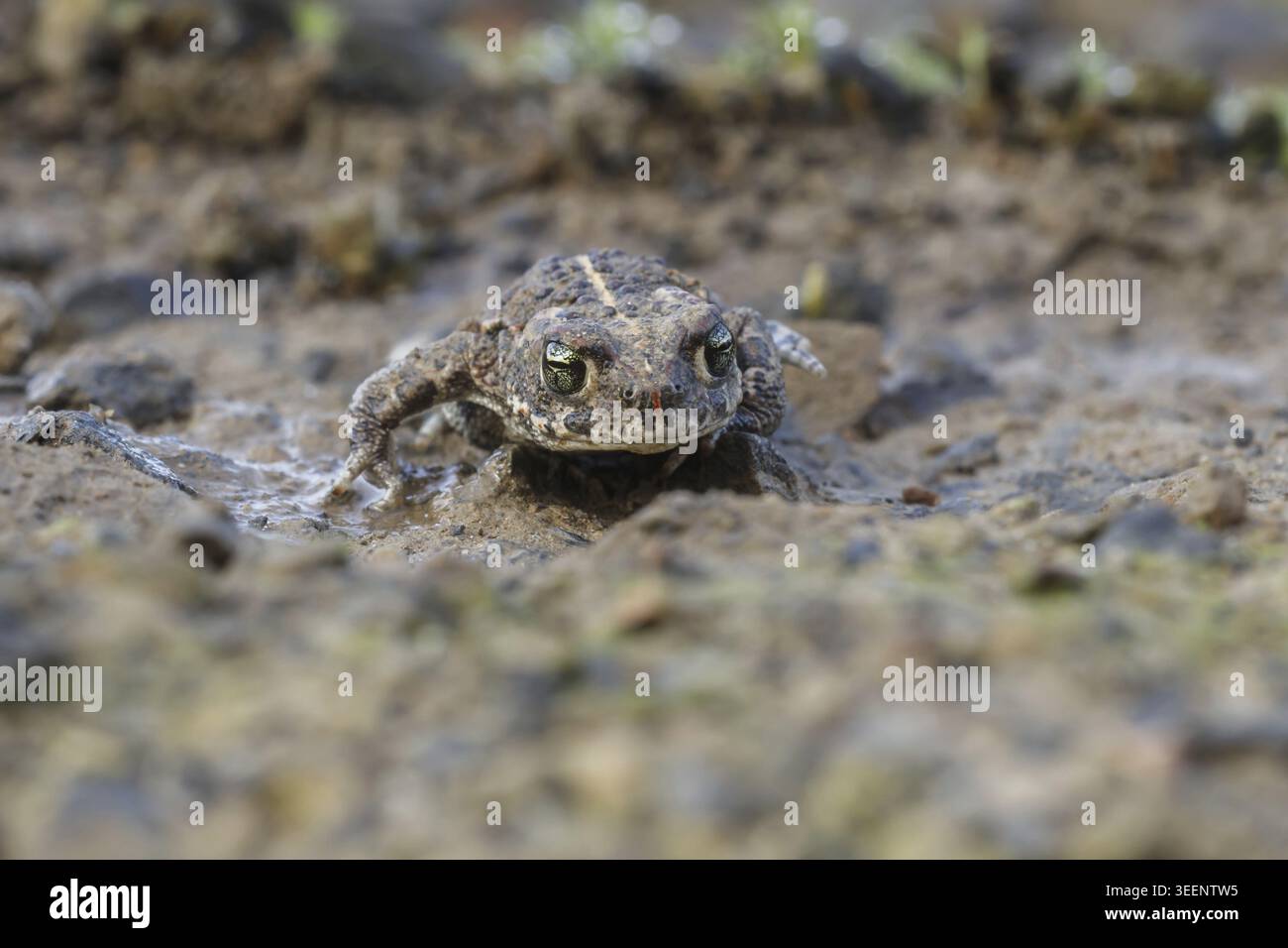 Epidalea calamita, Kreuzkroete (syn. Bufo calamita) - Epidalea calamita, syn. Bufo calamita, bekannt als Natterjack Kröte, Running Kröte Stockfoto