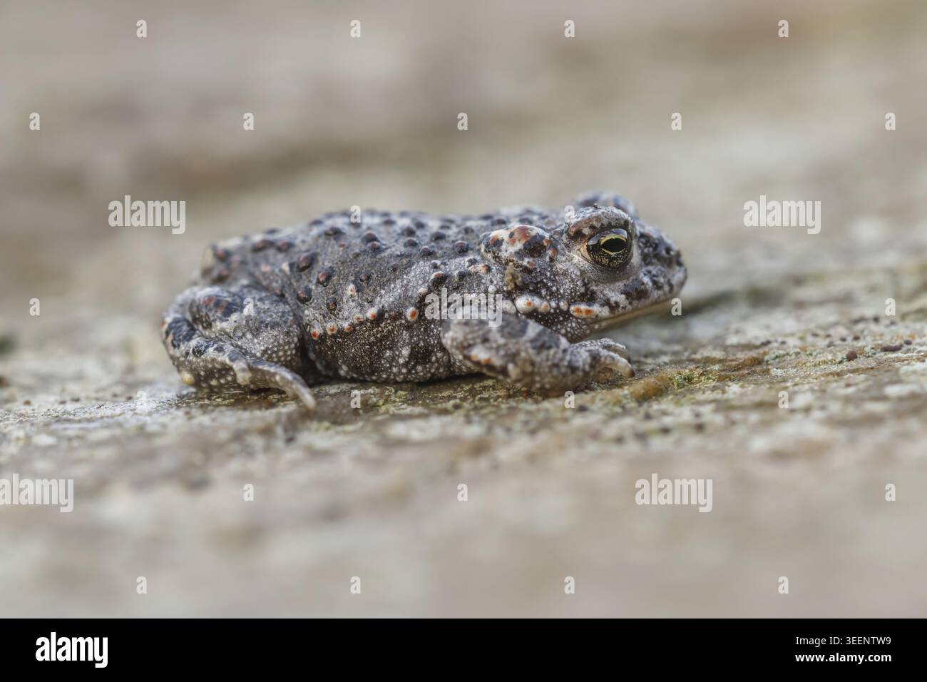 Epidalea calamita, Kreuzkroete (syn. Bufo calamita) - Epidalea calamita, syn. Bufo calamita, bekannt als Natterjack Kröte, Running Kröte Stockfoto
