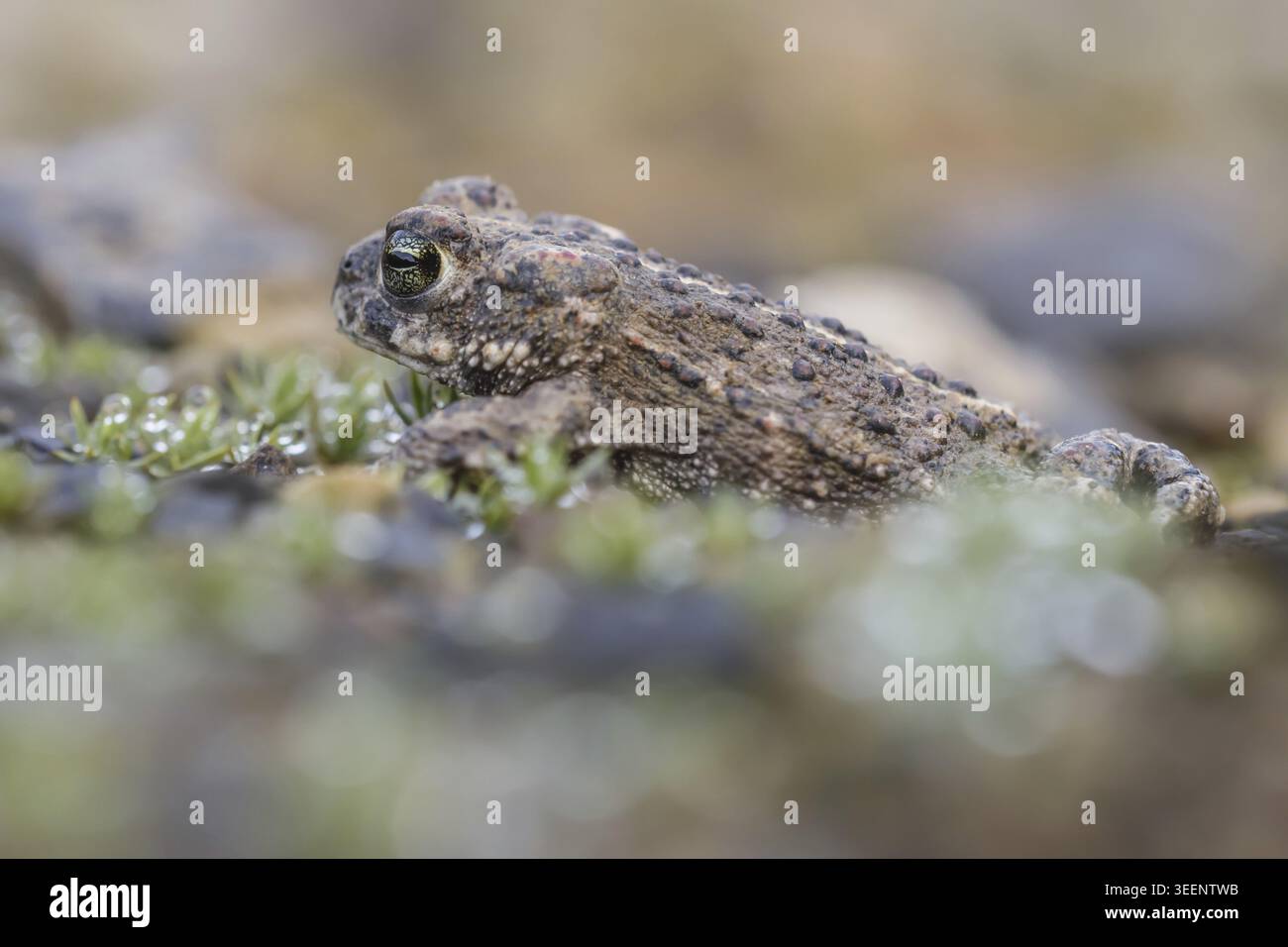 Epidalea calamita, Kreuzkroete (syn. Bufo calamita) - Epidalea calamita, syn. Bufo calamita, bekannt als Natterjack Kröte, Running Kröte Stockfoto