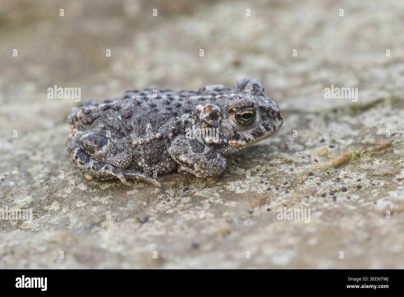 Epidalea calamita, Kreuzkroete (syn. Bufo calamita) - Epidalea calamita, syn. Bufo calamita, bekannt als Natterjack Kröte, Running Kröte Stockfoto