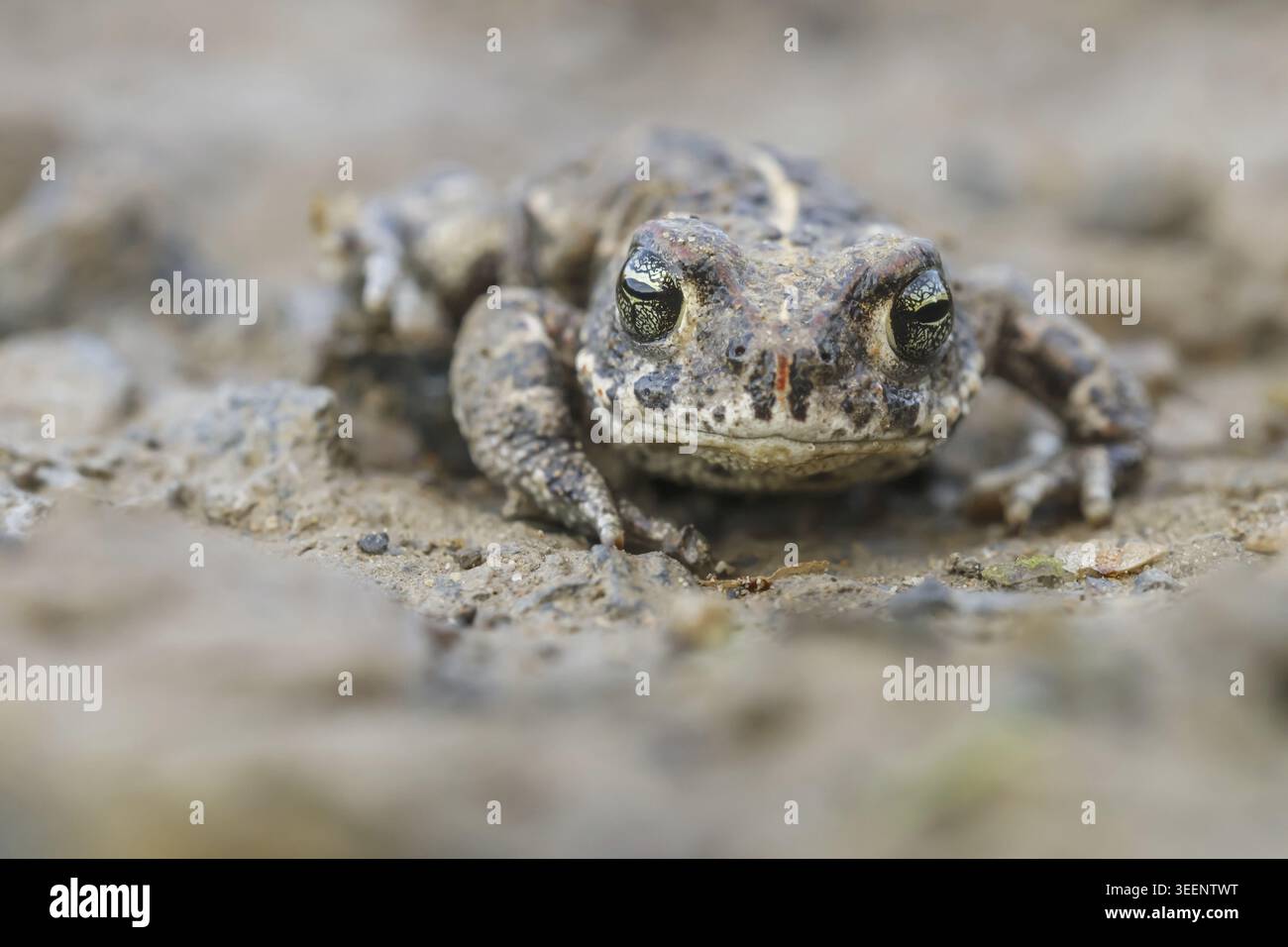 Epidalea calamita, Kreuzkroete (syn. Bufo calamita) - Epidalea calamita, syn. Bufo calamita, bekannt als Natterjack Kröte, Running Kröte Stockfoto