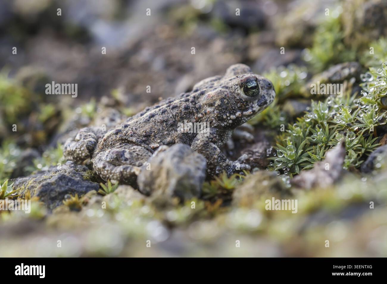 Epidalea calamita, Kreuzkroete (syn. Bufo calamita) - Epidalea calamita, syn. Bufo calamita, bekannt als Natterjack Kröte, Running Kröte Stockfoto