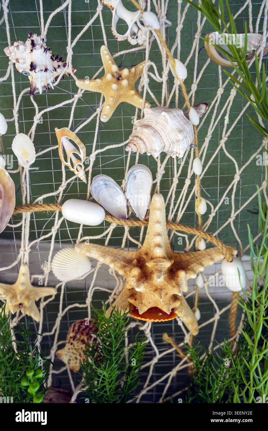 Rote Seesterne und Muscheln auf weißem Fischernetz. Meeresschätze. Konzept der Unterwasserlebenserkennung und nautischen Innenarchitektur Stockfoto