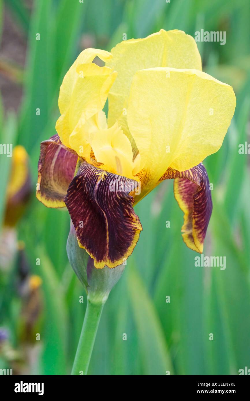 Iris Rajah, Iris Rajah Brooke, hohe bärtige Iris, geraffte, duftende, butterblumengelbe und kastanienrote Blumen, Orangenbärte Stockfoto